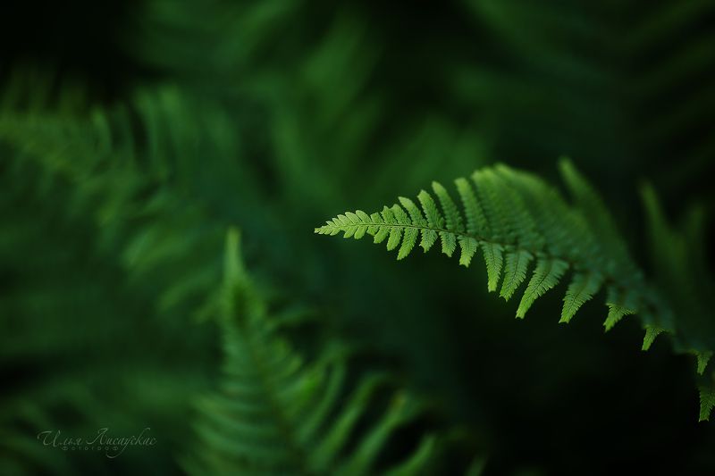 *** фото превью