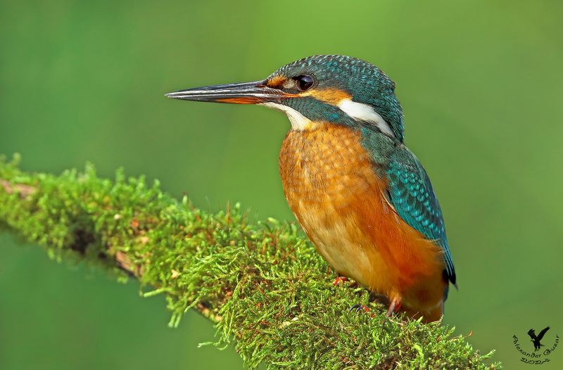 зимородок Зимородок фото превью