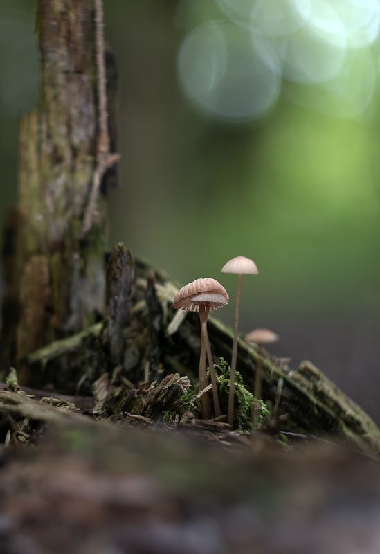 Поганочки фото превью