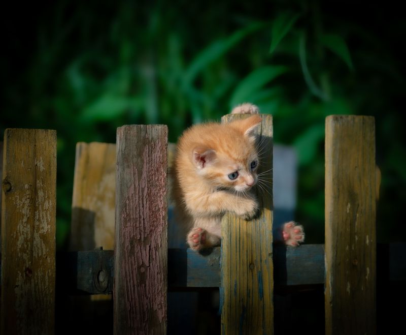 котята животные pets cats kitty Ушки и Лапки фото превью