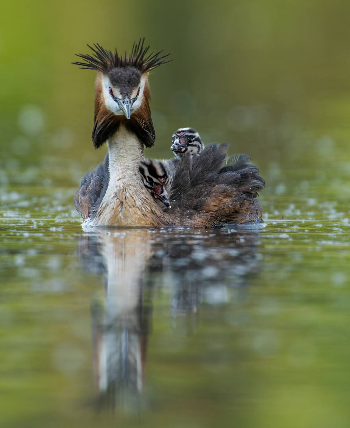 , Дэм Константин