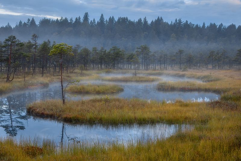 Утро на болоте с живописным видом. фото превью