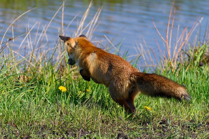 Нырок фото превью