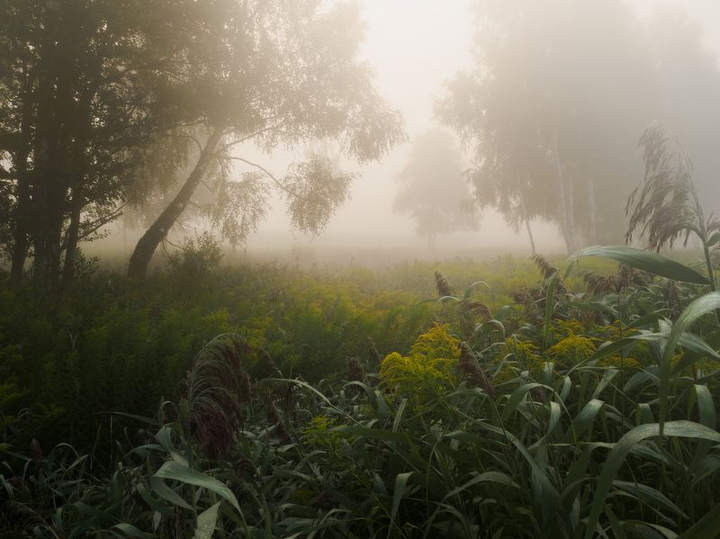 Беларусь, Природа, Пейзаж, Рассвет, Туман Той самы світанак родных краёў фото превью