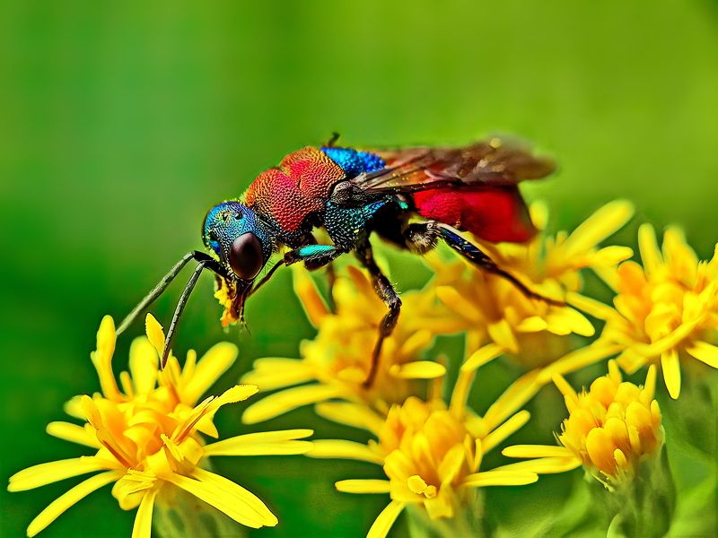 Оса блестянка 1 фото превью