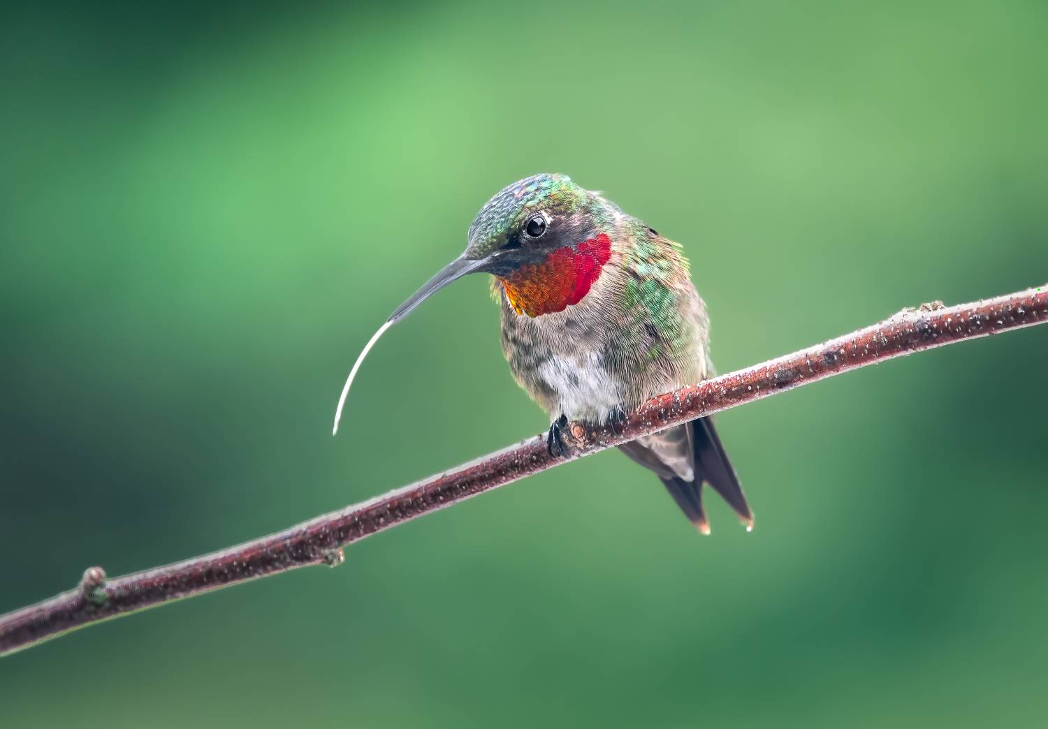 bird, humming, hummingbird, hummingbirds, hummer, rufous, nature, animals, wild, action, dynamic, Atul Saluja