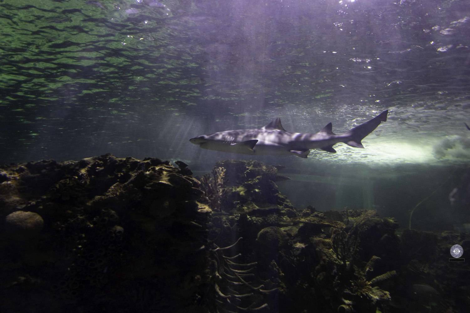 fish-shak , Ali Pashang