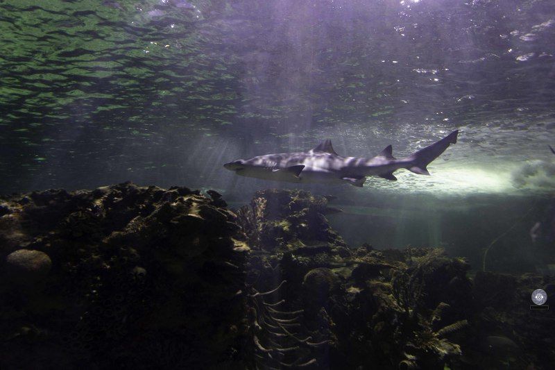 Shark фото превью