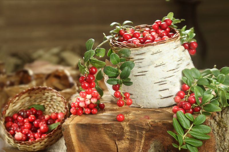 ягоды, брусника, пенек, туесок, лапти Поспела брусника фото превью