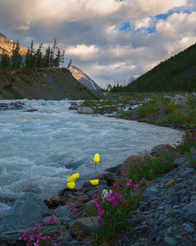 Цветы у горной реки фото превью