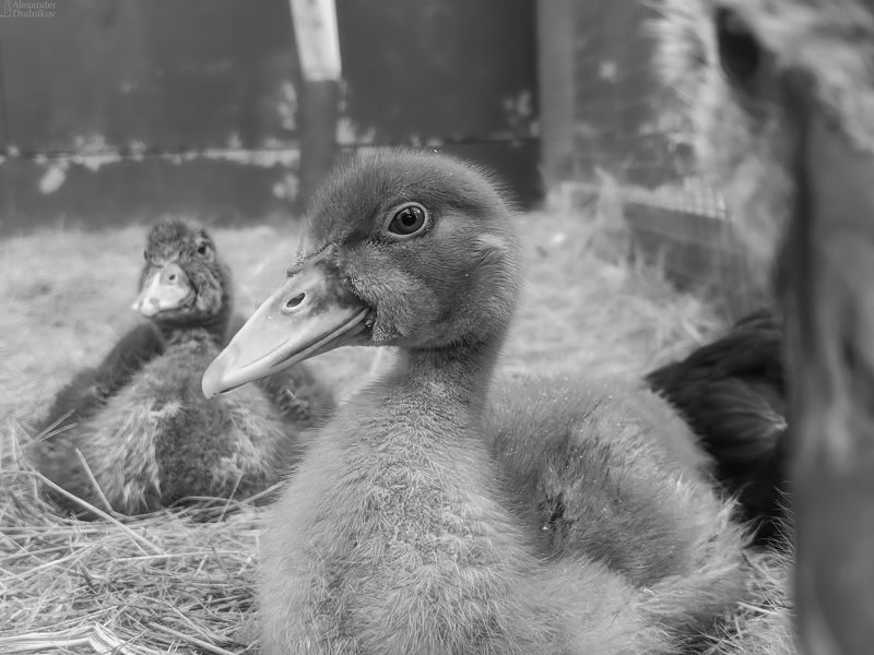 мобильная фотография, животные, потрет животного, мобилография, птицы, утята, duckling, birds, animals, mobile photography, animal portrait, aves *** фото превью
