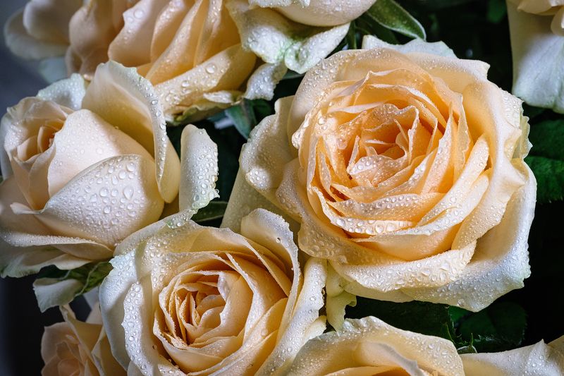 роза роза фото превью