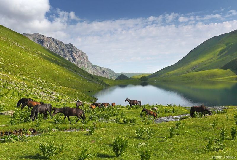 архыз, кчр, кяфар, абишира-ахуба, кавказ Лошади Архыза фото превью