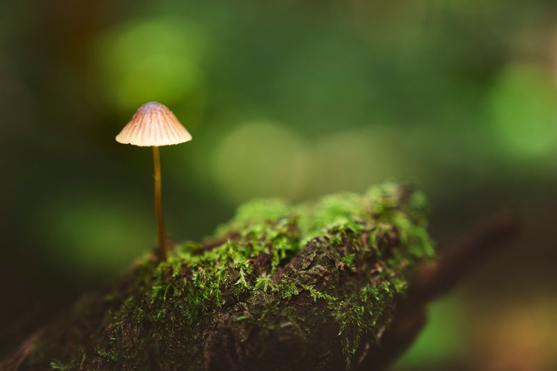 Грибок фото превью