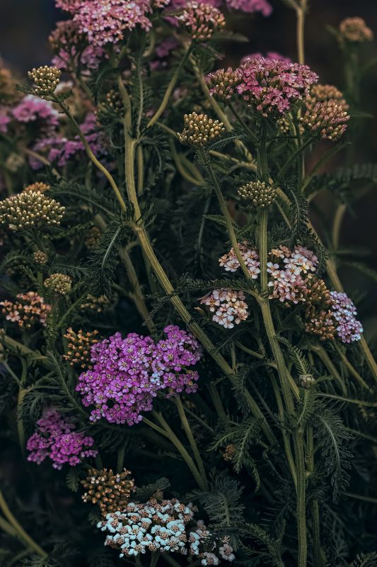 yarrow, meadow, тысячелистник mysterious yarrow фото превью