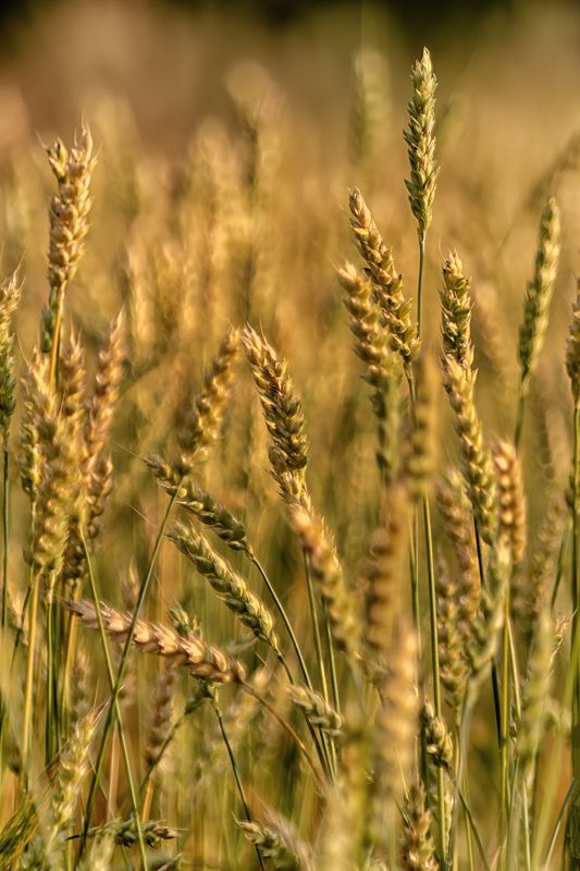 В лучах заката фото превью