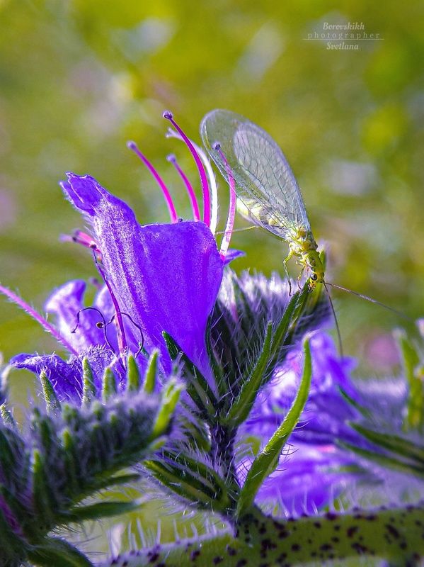 макро,  макро на телефон, macro, macro lens, цветы, насекомые Эхиум и его обитатели фото превью