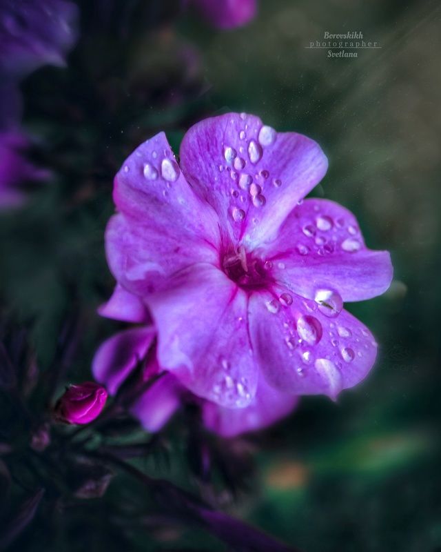 макро,  макро на телефон, macro, macro lens, капли, дождь, цветы. цветы Капли и цветы фото превью