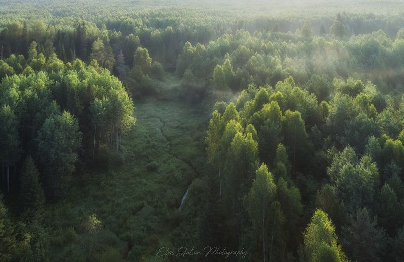 Заповедный лес фото превью