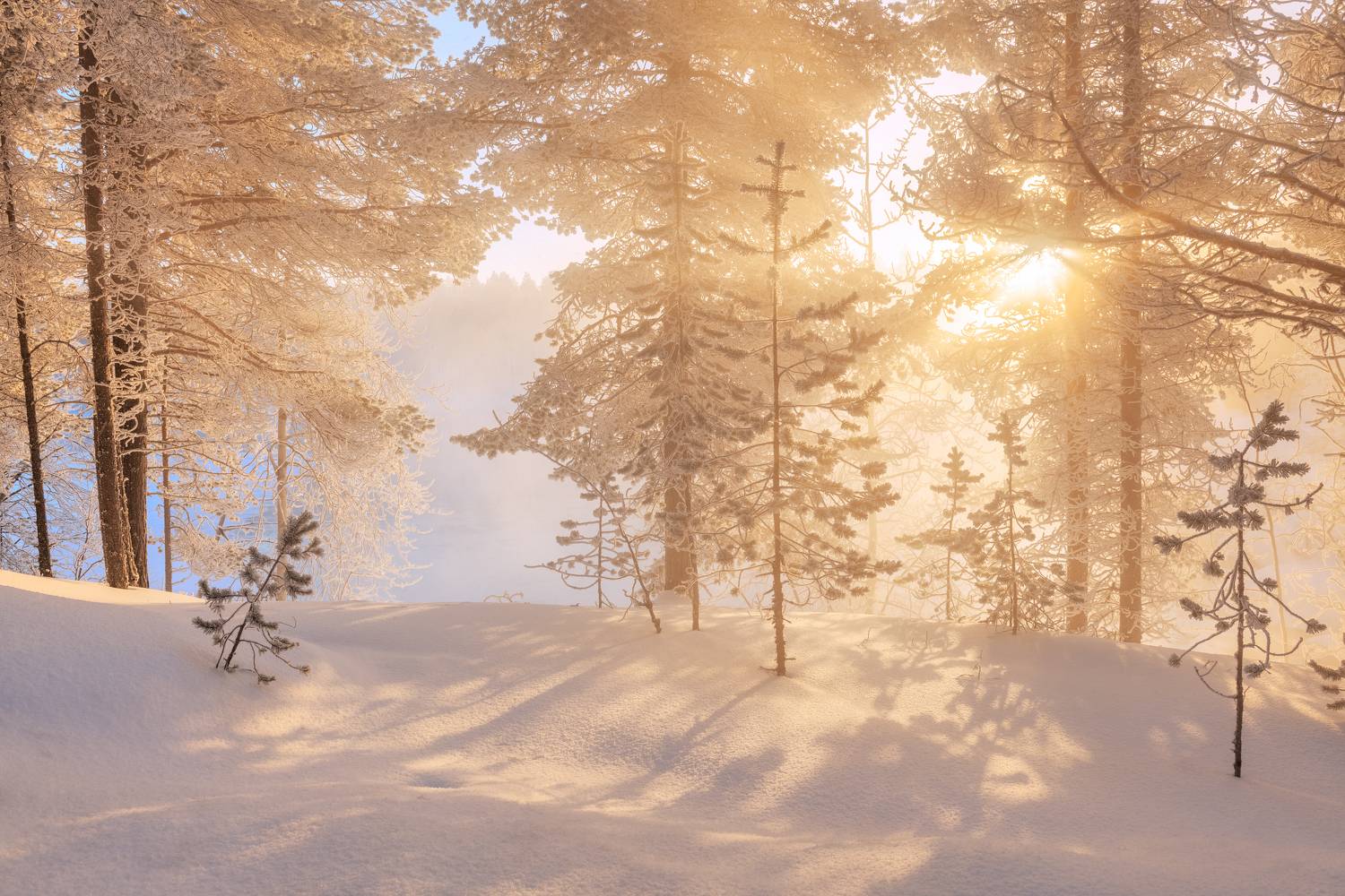Колвица, Максим Евдокимов