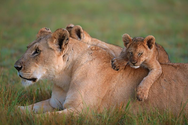 фото превью