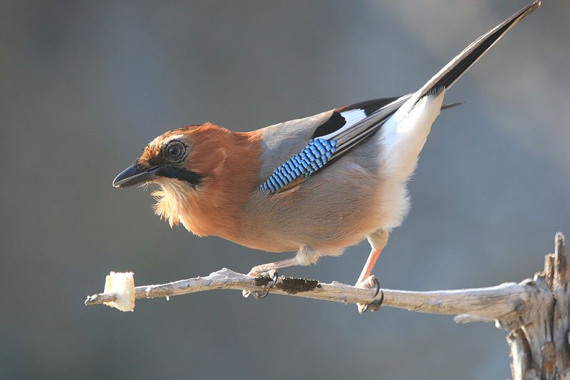 сойка За салом фото превью