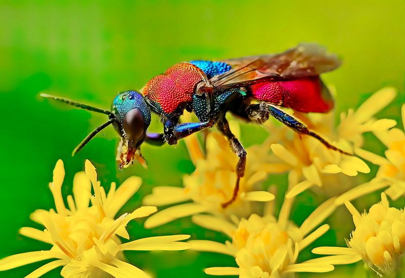 Оса блестянка фото превью