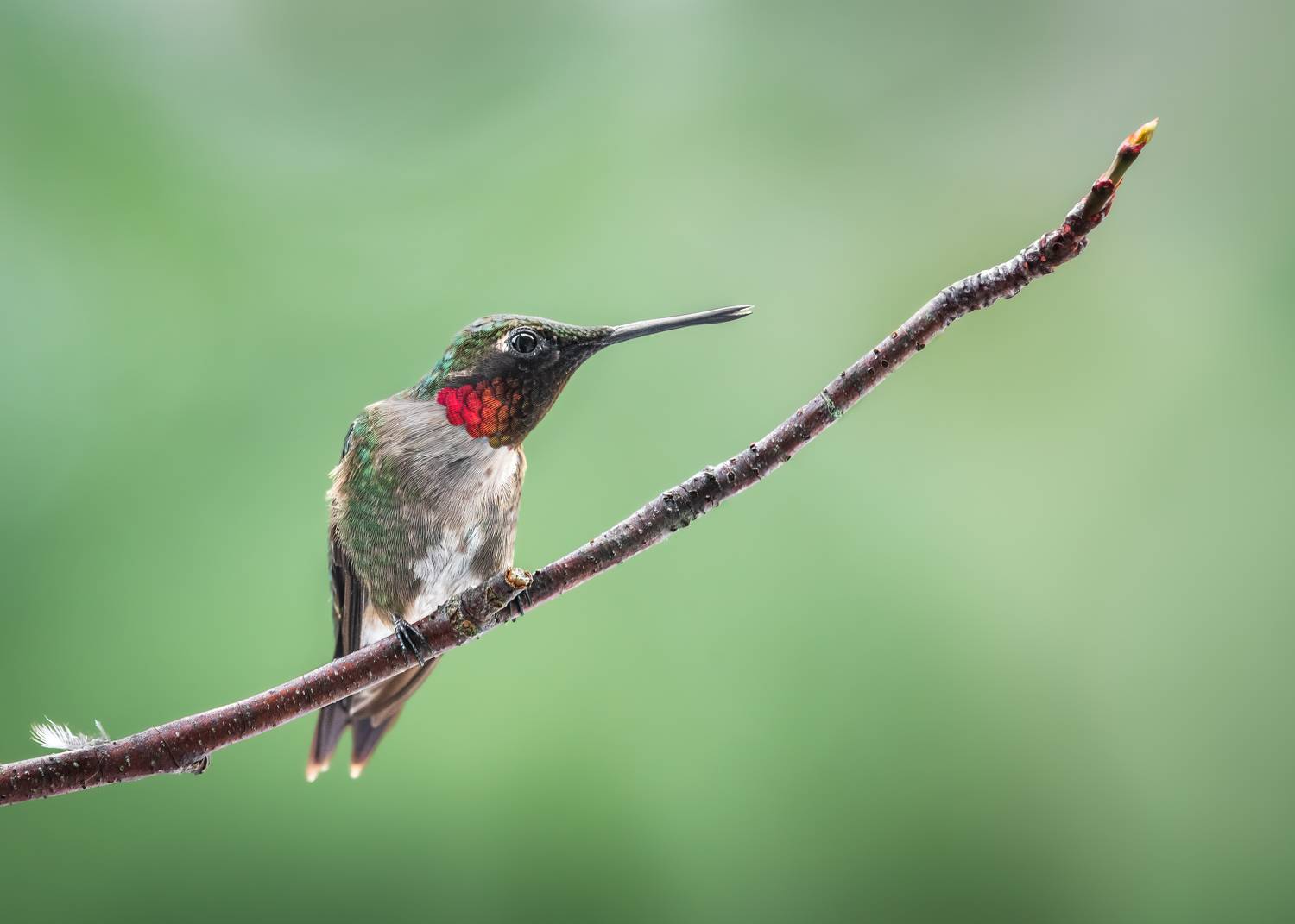 bird, humming, hummingbird, hummingbirds, hummer, rufous, nature, animals, wild, action, dynamic, Atul Saluja