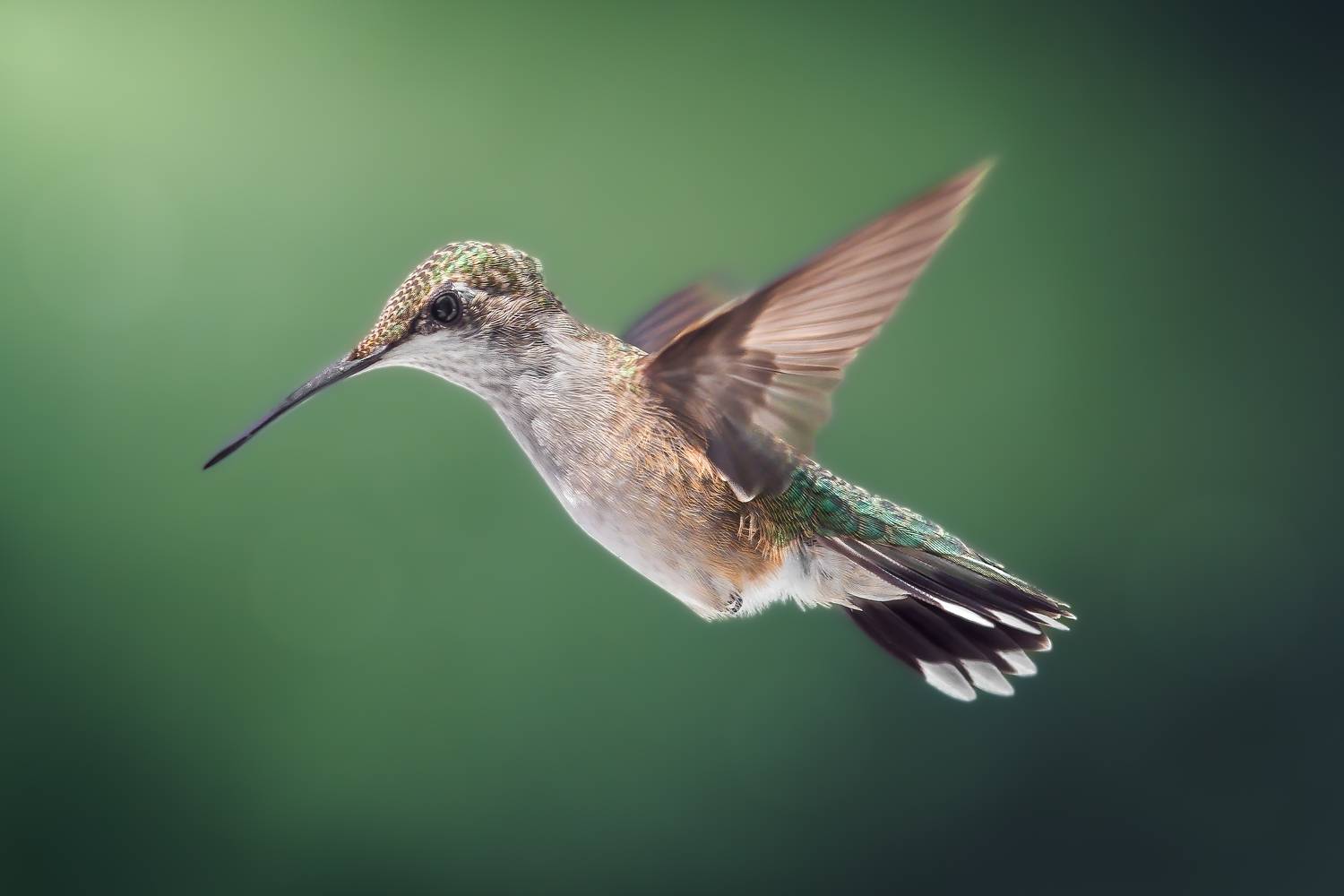 bird, humming, hummingbird, hummingbirds, hummer, rufous, nature, animals, wild, action, dynamic, Atul Saluja