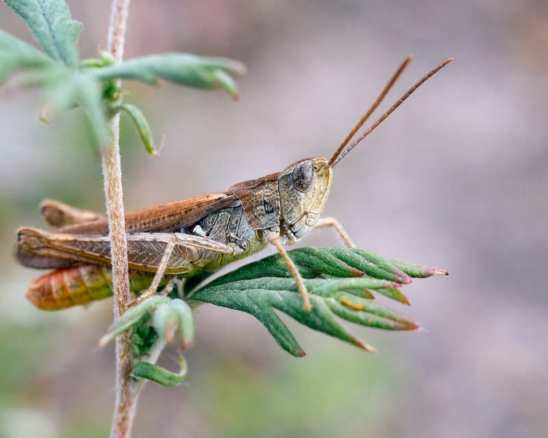 кузнечик мокро насекомые Кузнечик фото превью