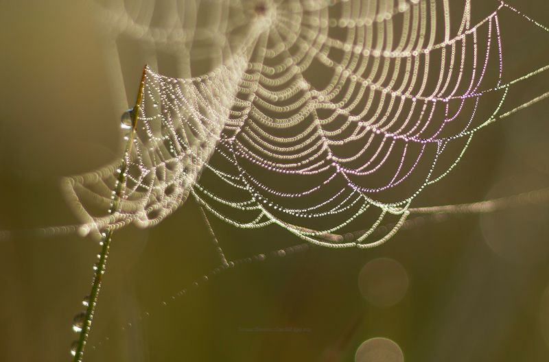 луга, ленобласть, пейзаж, рассвет, туман,  landscape, nature, природа, foggy, forest, болото, паутинки Время паутинок фото превью