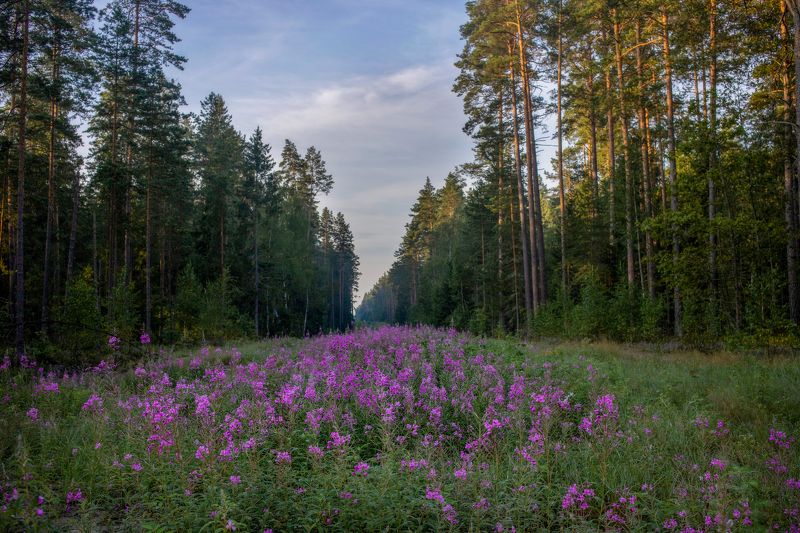 ******** фото превью