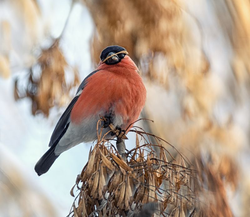 птицы, снегирь, самец, Снегирь. фото превью