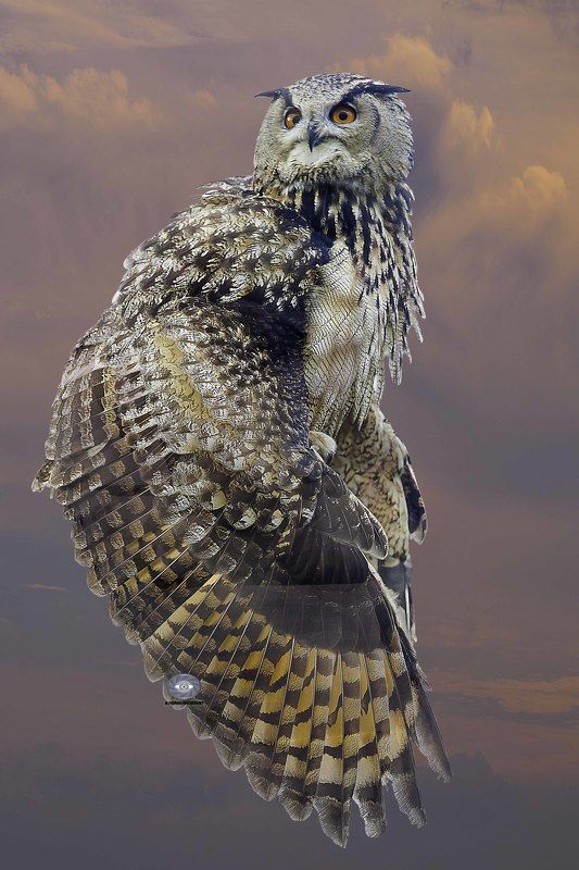 Eurasian eagle owl фото превью
