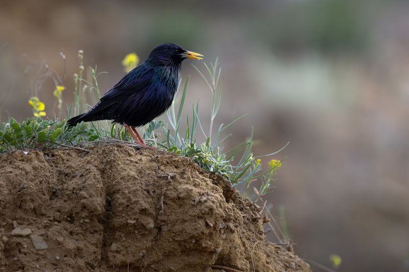 скворец Скворец фото превью
