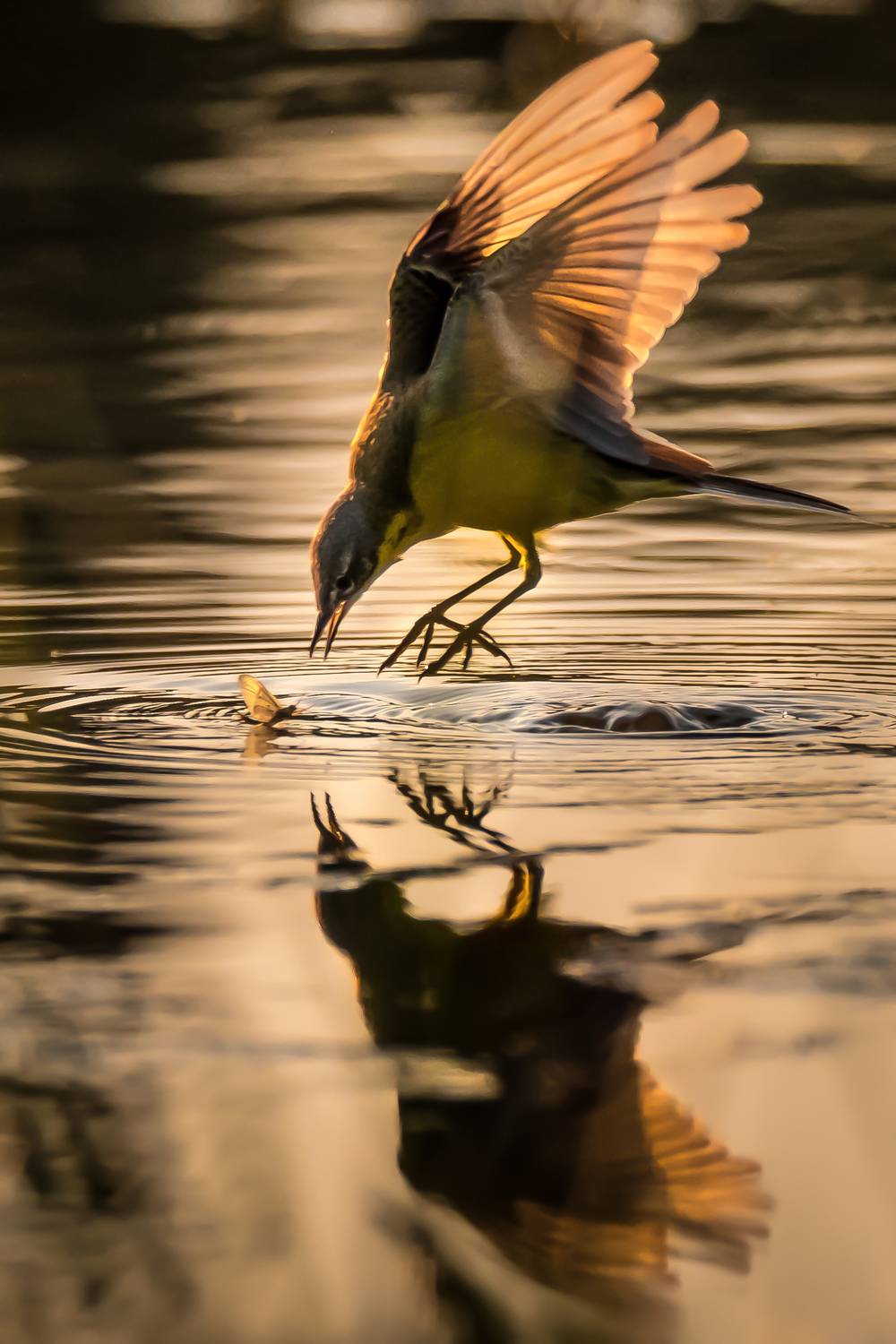 Жёлтая трясогузка, подёнка, охота, питание птиц, Motacilla flava, Соварцева Ксения