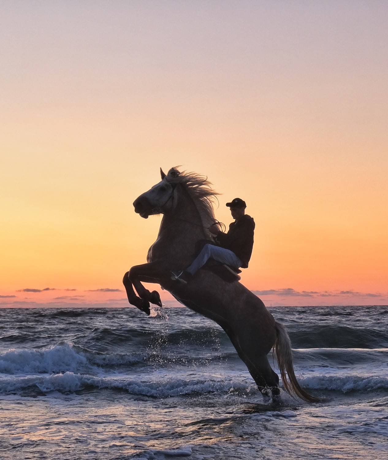 лошадь,закат,море,балтика,фуджи, Natalia Bolotenkova