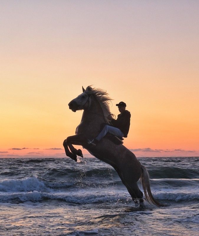 лошадь,закат,море,балтика,фуджи На закате фото превью