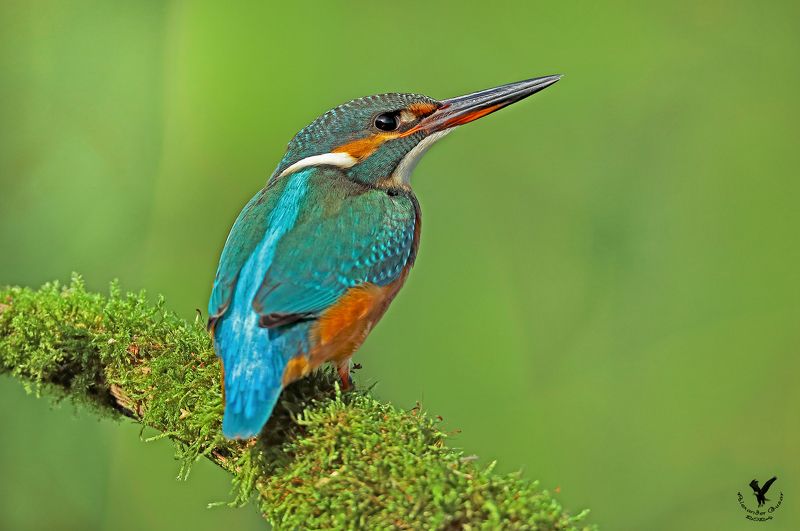 зимородок Зимородок фото превью