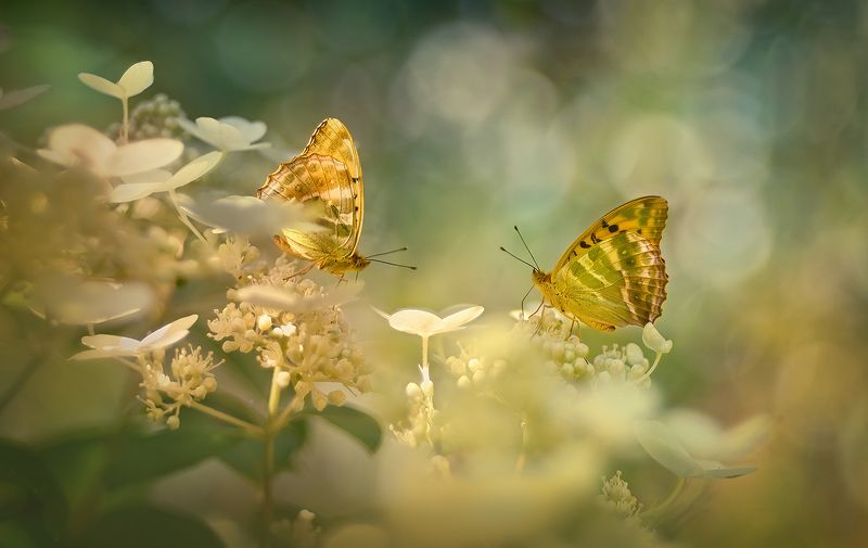 Лето для двоих фото превью