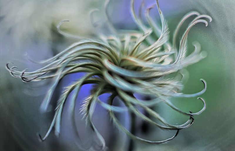 Клематис фото превью