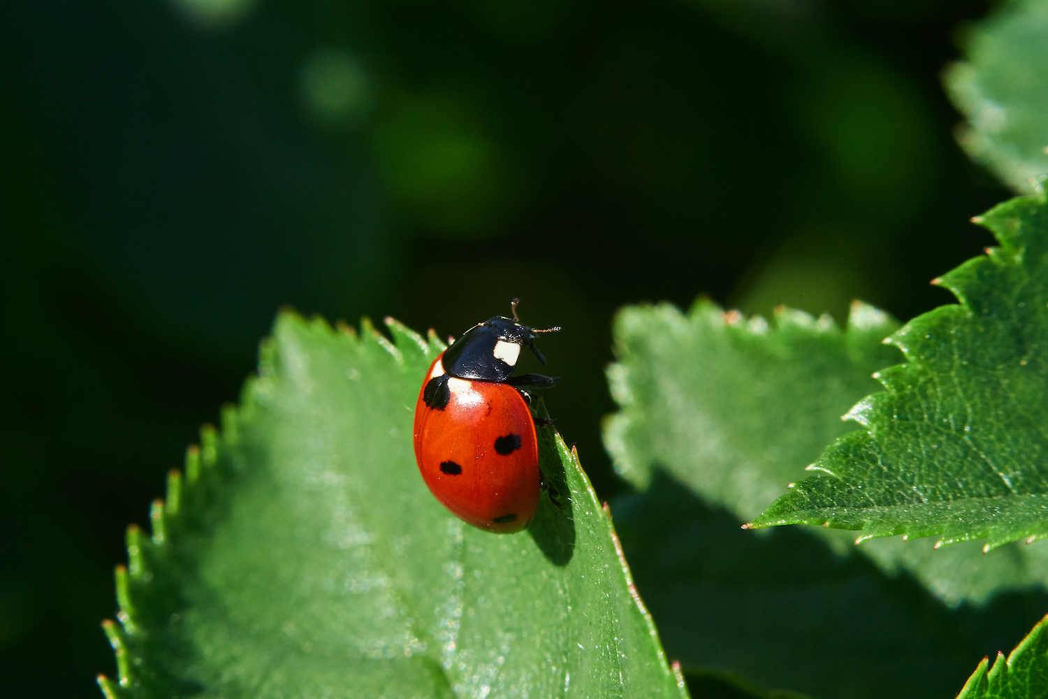 volgograd, russia, wildlife, , Павел Сторчилов