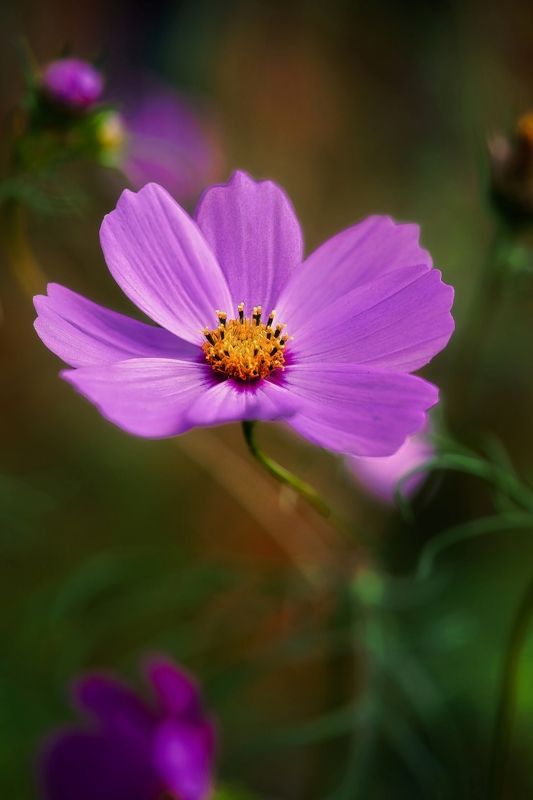 Cosmos фото превью