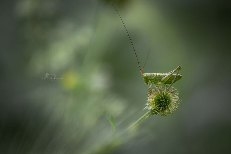 Где-то на лугу... фото превью