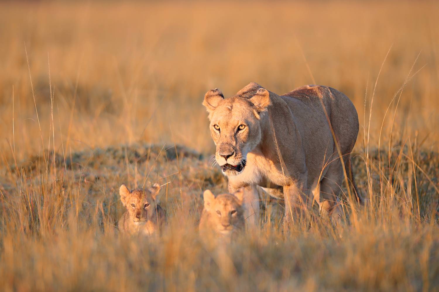 , Худзинская Ирина