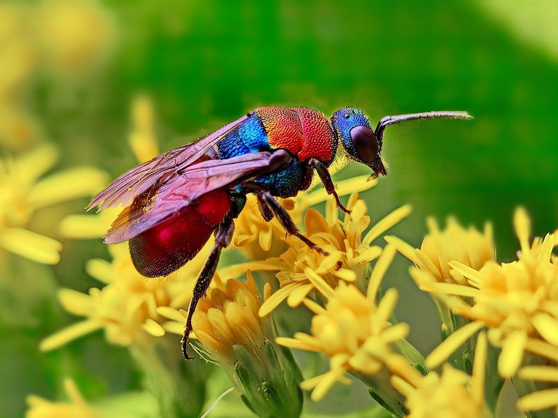 Оса блестянка 2 фото превью
