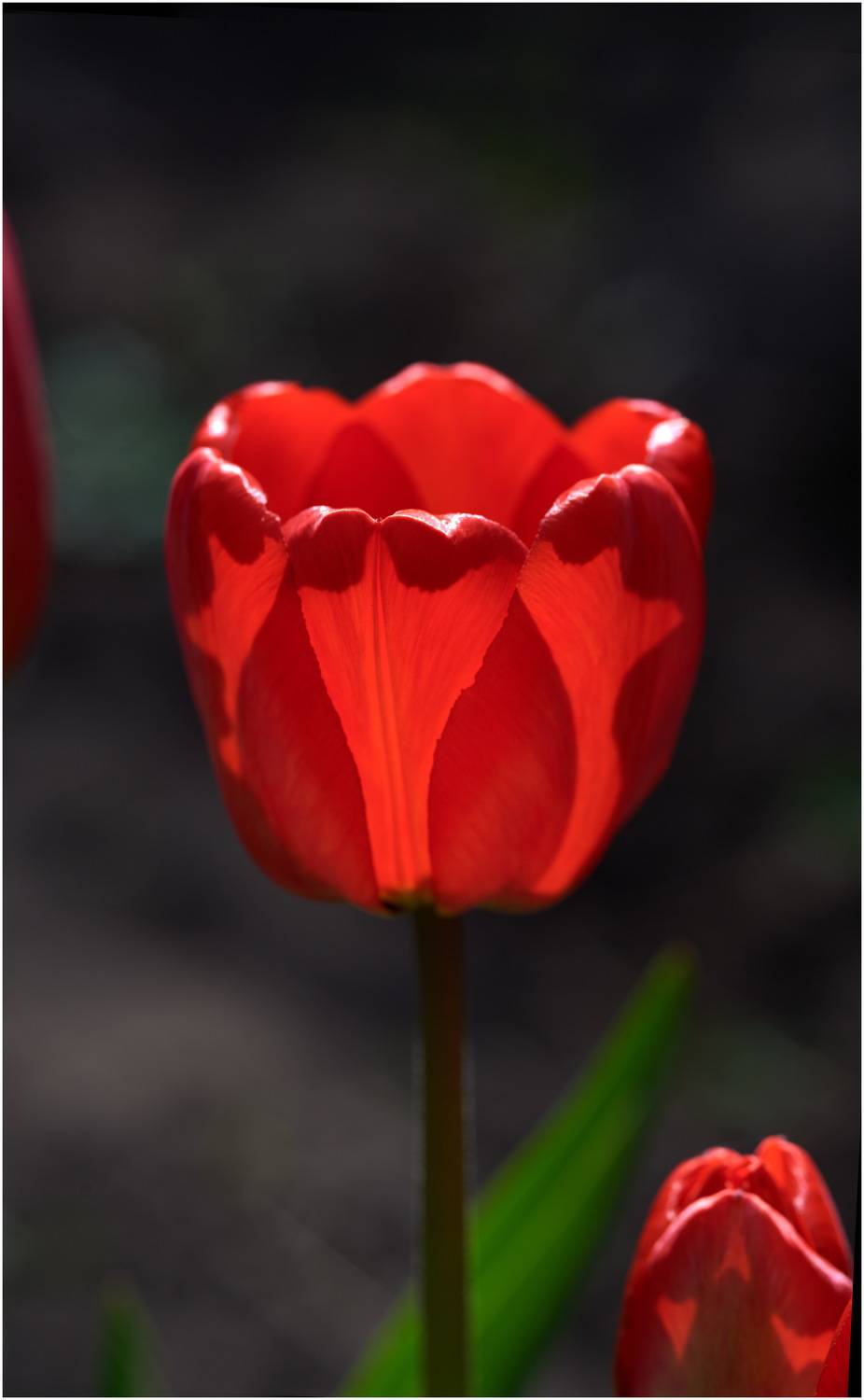 , Владимир Краснов