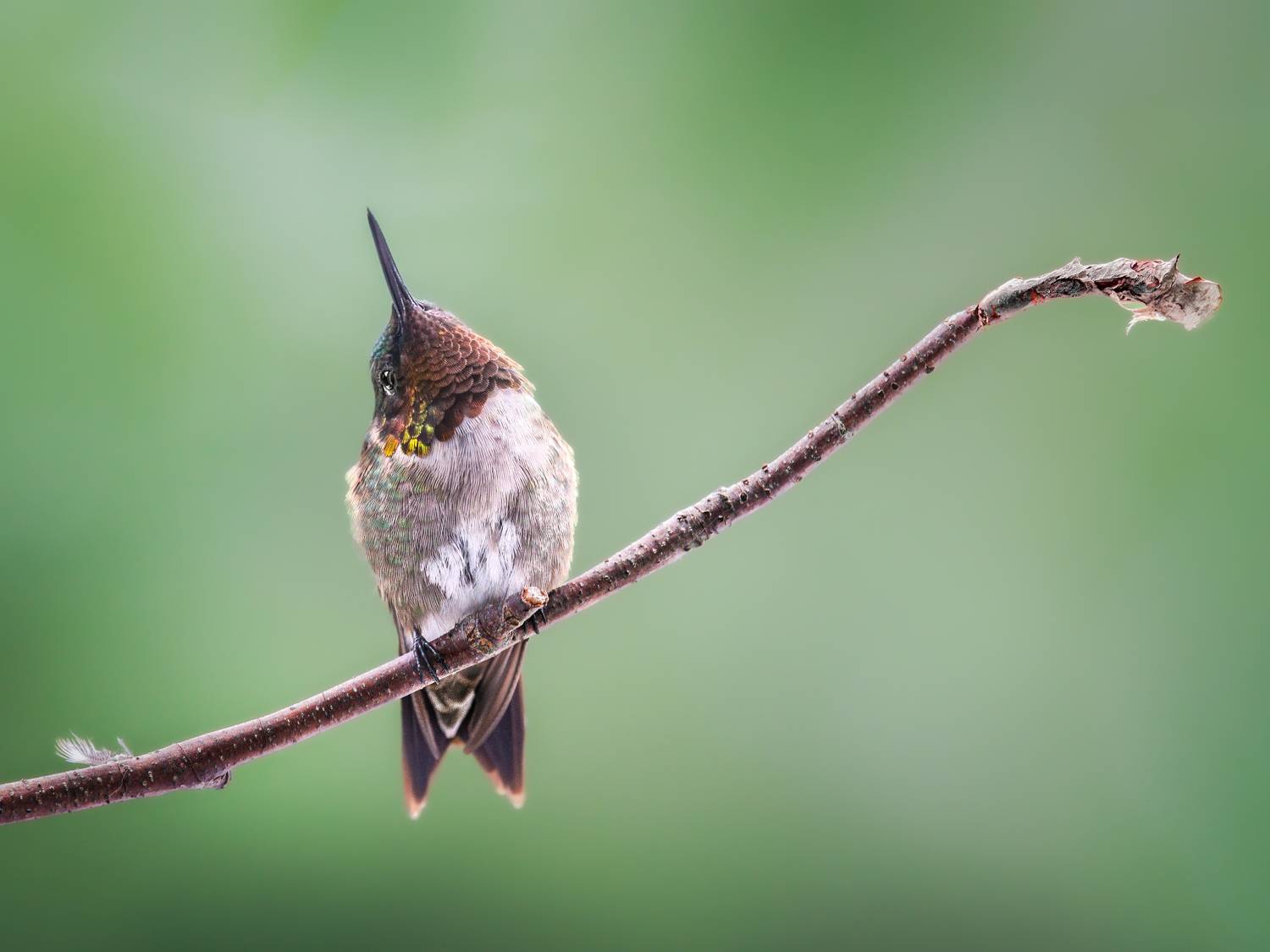 bird, humming, hummingbird, hummingbirds, hummer, rufous, nature, animals, wild, action, dynamic, Atul Saluja