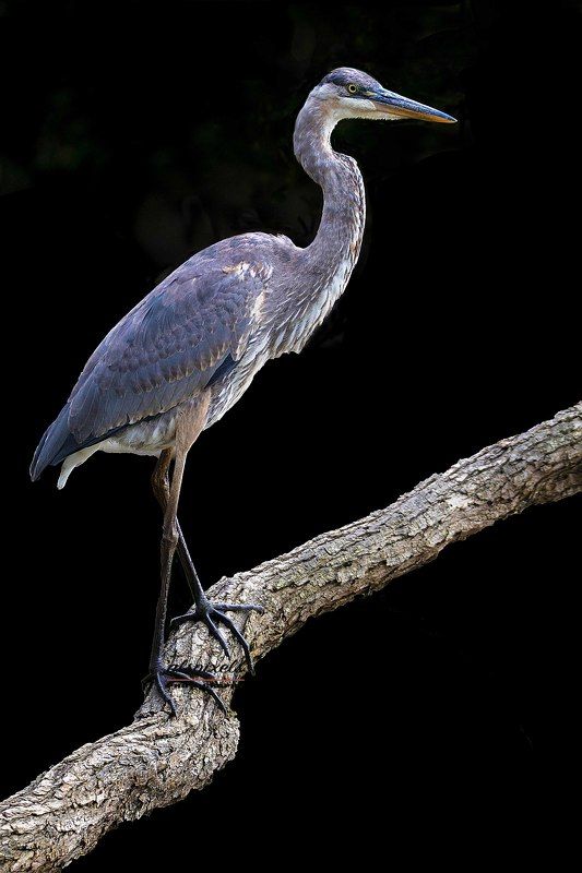 Great blue heron фото превью