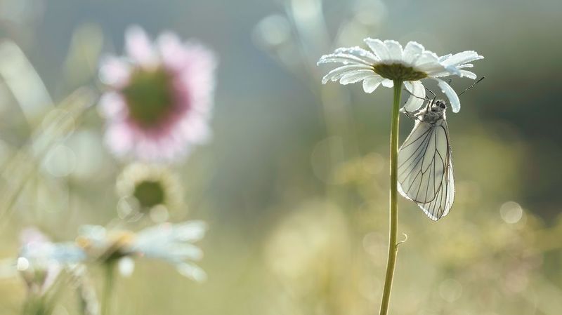 Пеперуда и Маргарита фото превью
